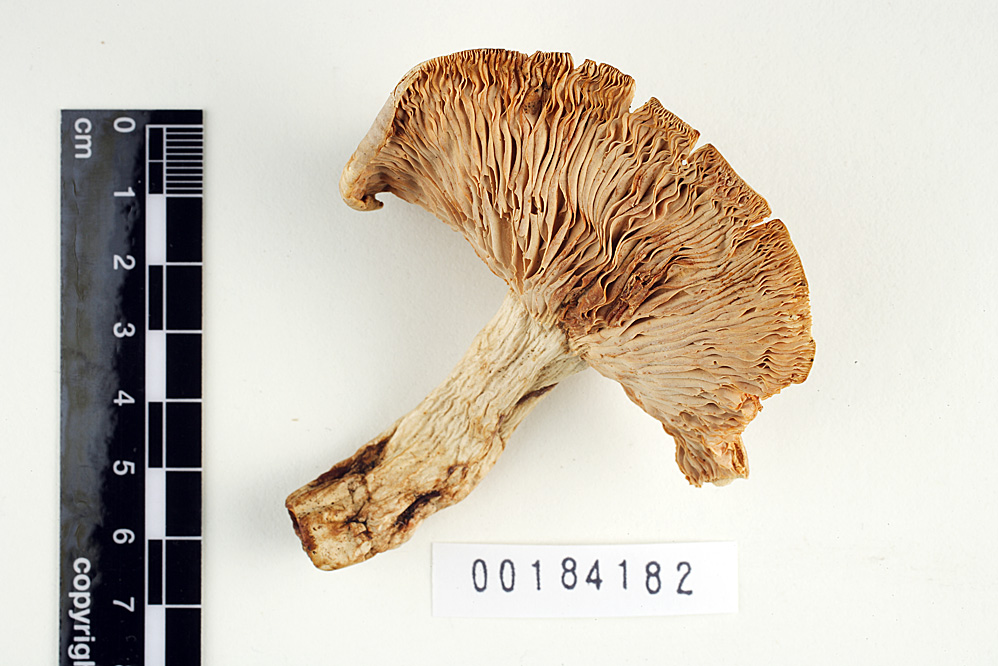 Lactarius pallidiolivaceus image