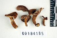 Lactarius riparius image