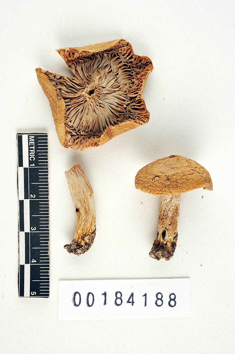 Lactarius cognoscibilis image