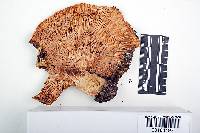 Lactarius aquizonatus image