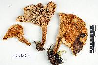 Lactarius olivinus image