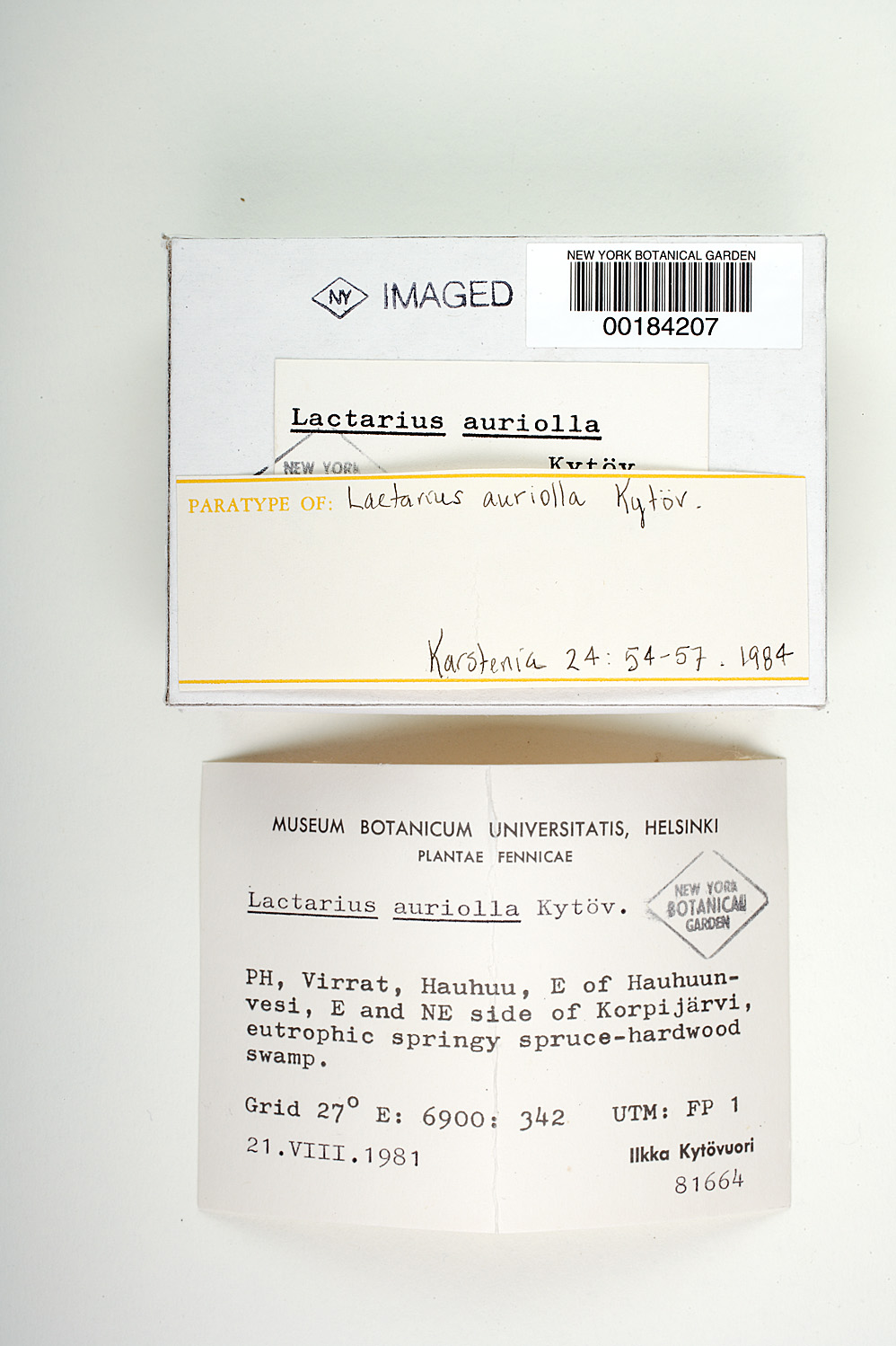 Lactarius auriolla image