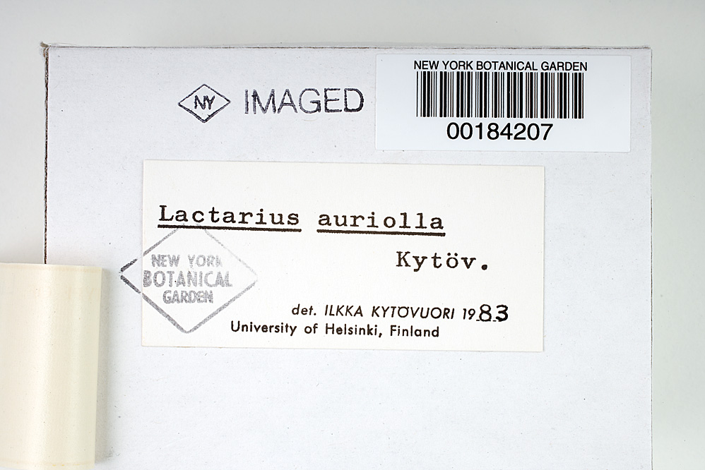 Lactarius auriolla image