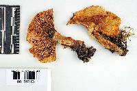 Lactarius tuomikoskii image