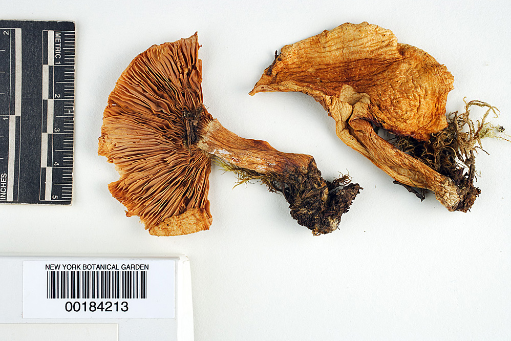 Lactarius tuomikoskii image