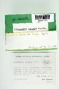 Lactarius leonis image