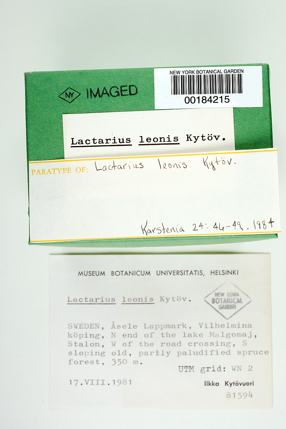 Lactarius leonis image