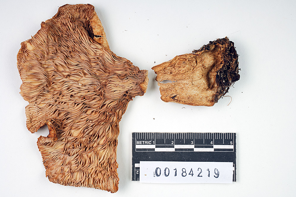 Lactarius leonis image