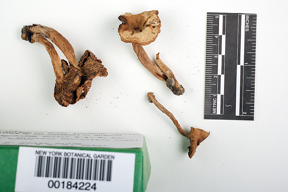 Lactarius areolatus image