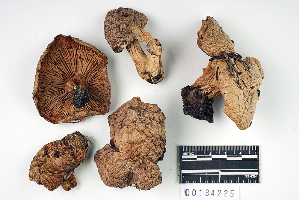 Lactarius caespitosus image