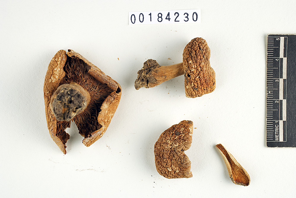 Lactarius volkertii image