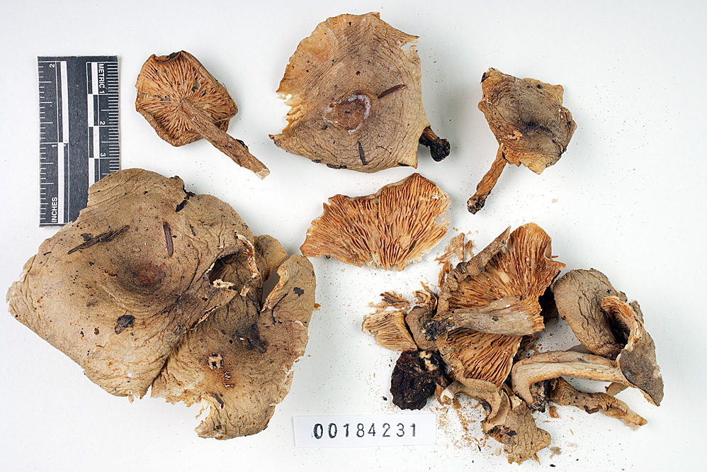 Lactarius glutinosus image