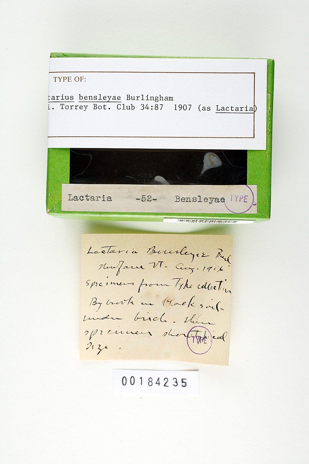 Lactarius bensleyae image