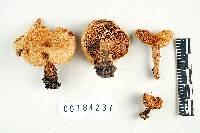 Lactarius maculatipes image