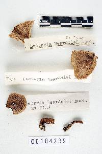 Lactarius beardslei image