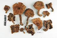 Lactarius peckii image