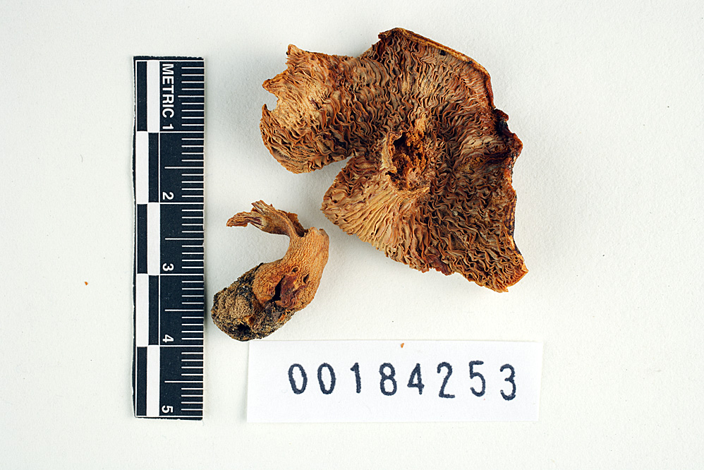 Lactarius lanuginosus image