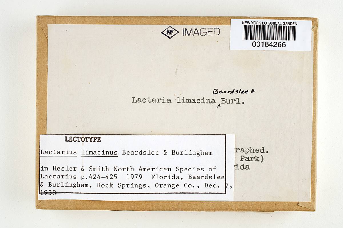 Lactarius limacinus image