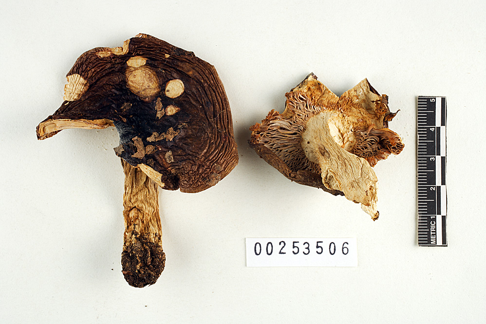 Russula primaverna image