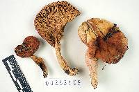 Russula avellaneiceps image