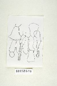 Russula rubellipes image