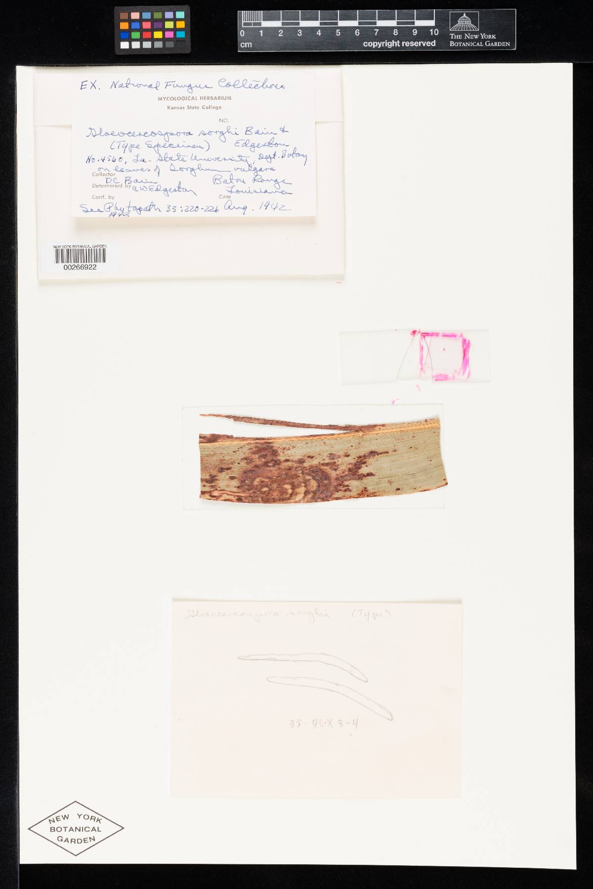 Gloeocercospora sorghi image