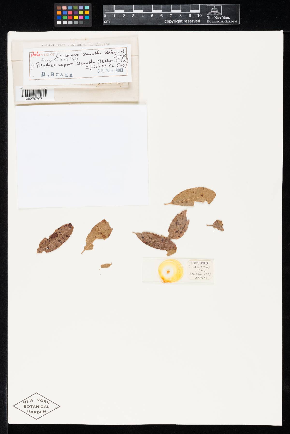 Pseudocercospora ceanothi image