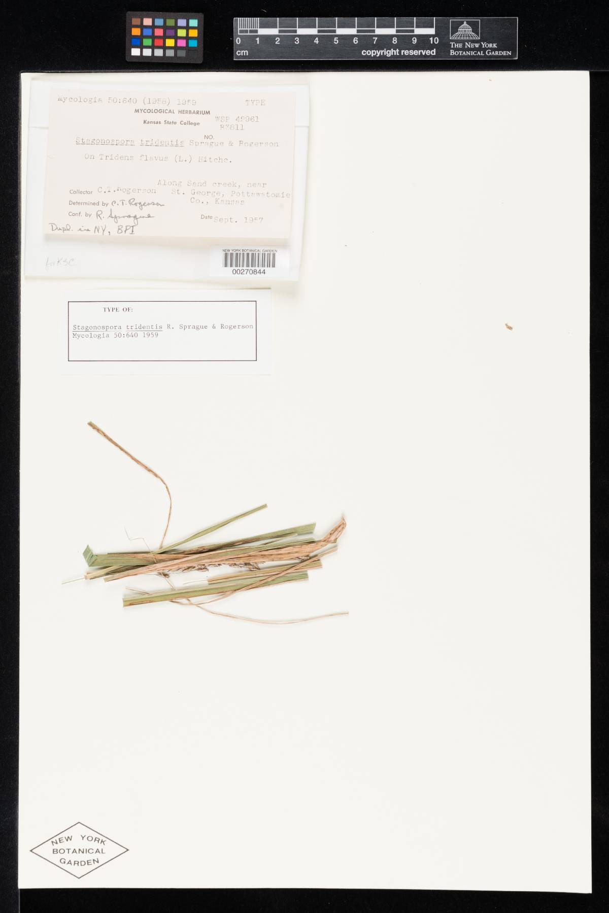 Stagonospora tridentis image