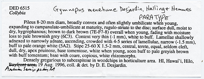 Gymnopus menehune image