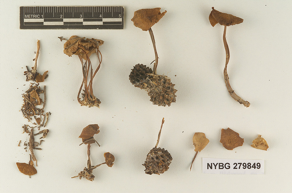 Gymnopus menehune image