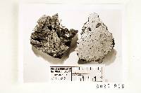 Calvatia ochrogleba image