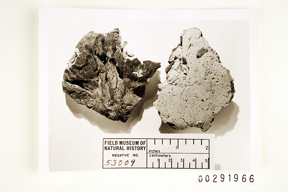 Calvatia ochrogleba image