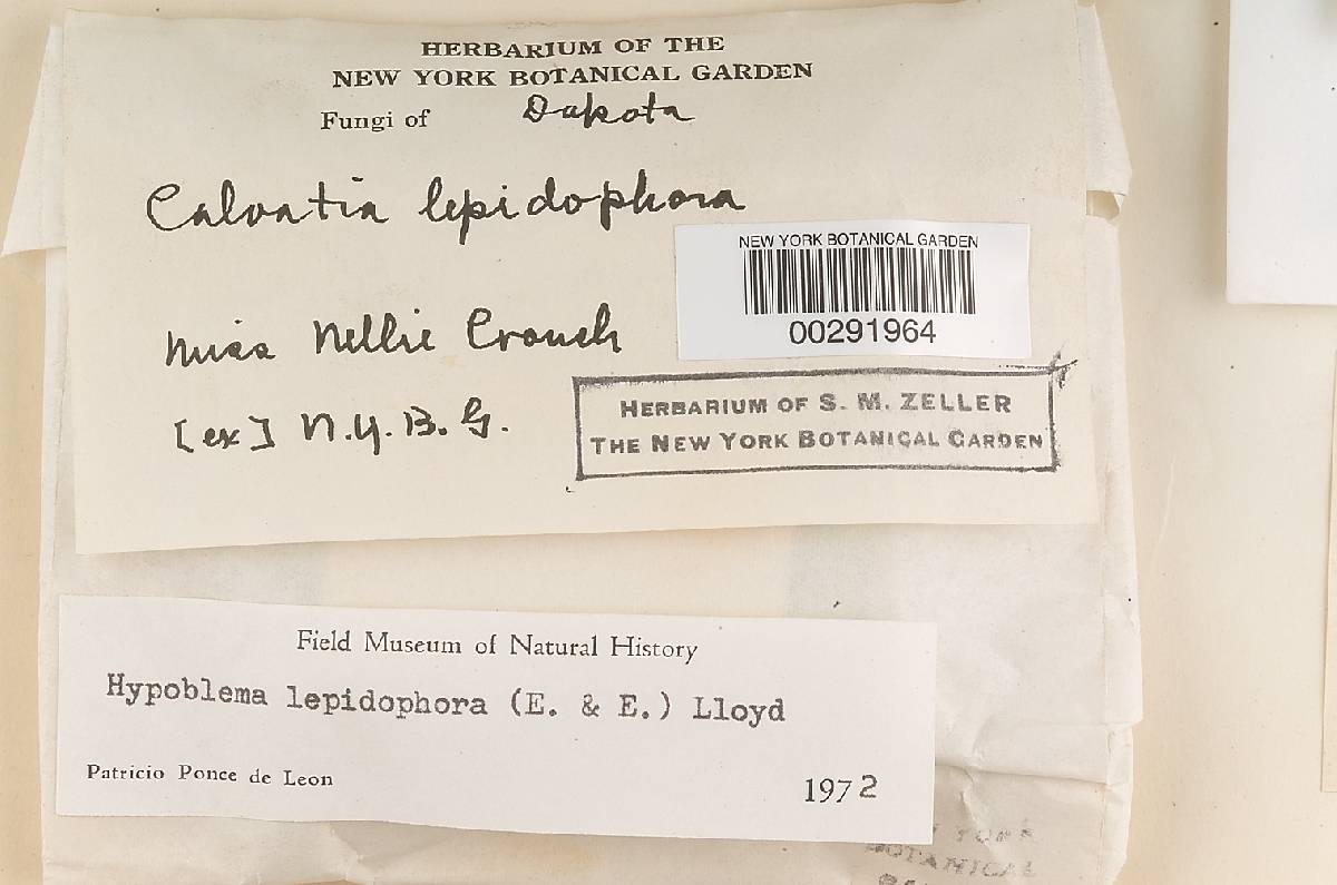 Lycoperdon lepidophorum image