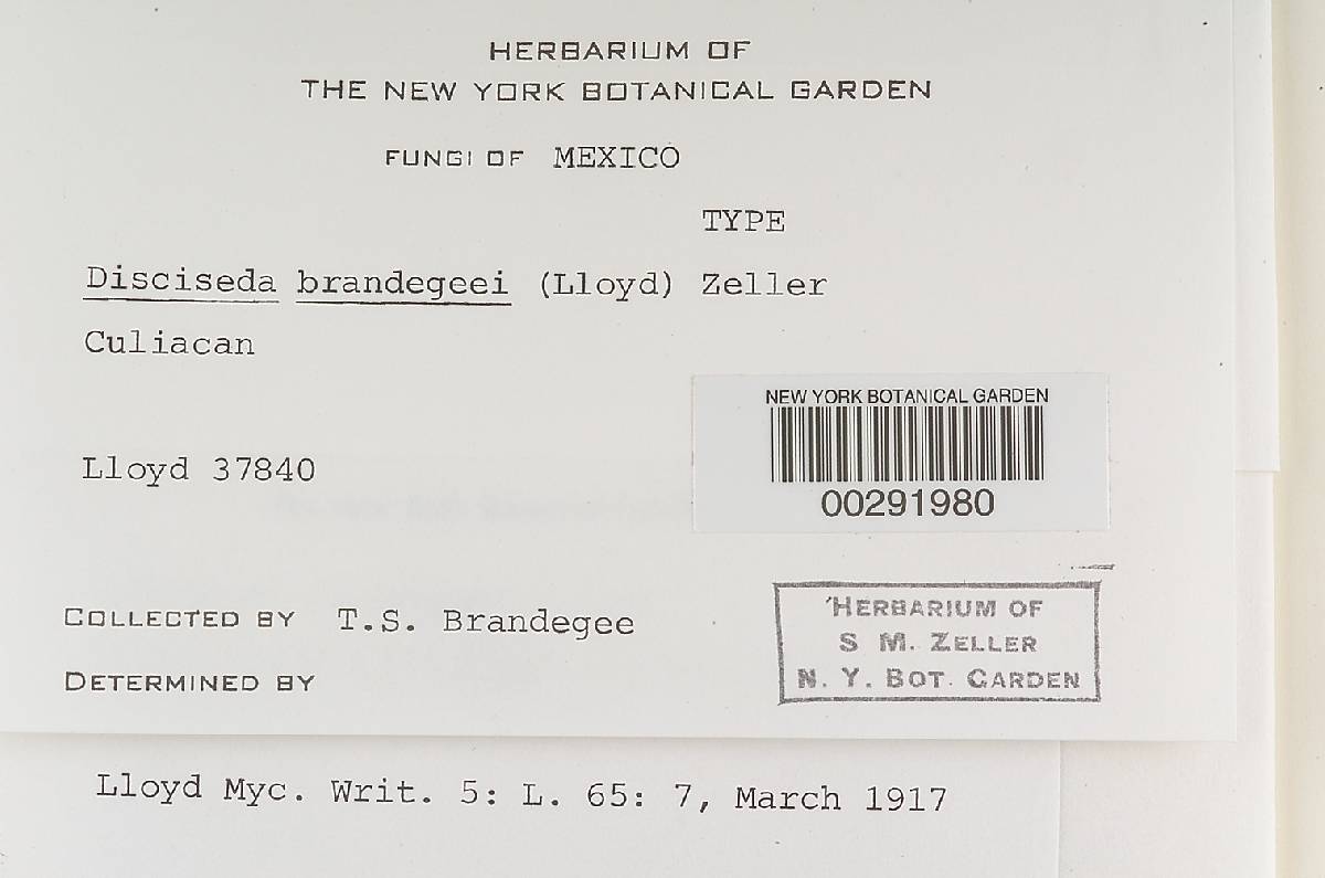 Disciseda brandegei image