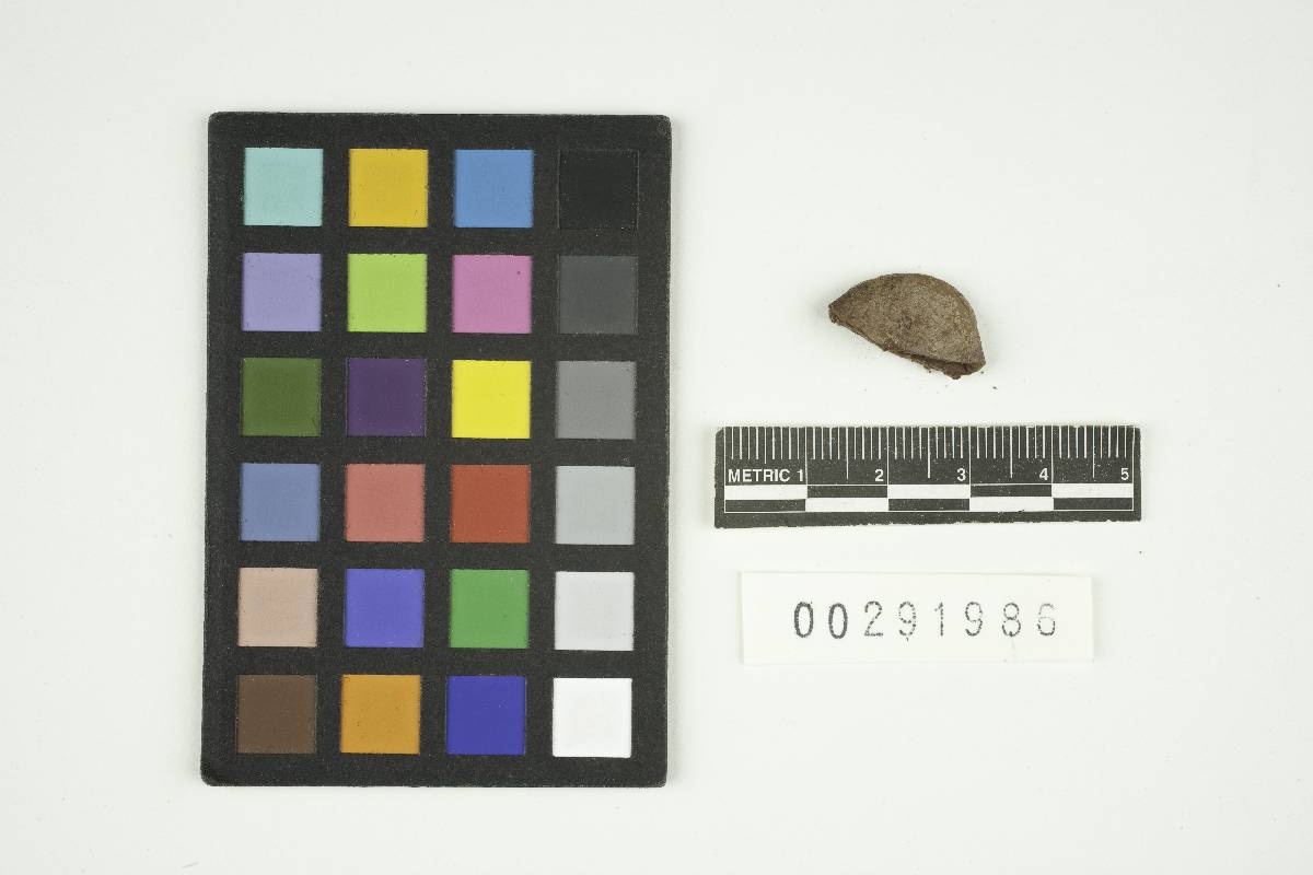 Disciseda hyalothrix image