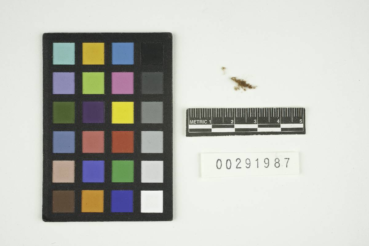Disciseda hyalothrix image
