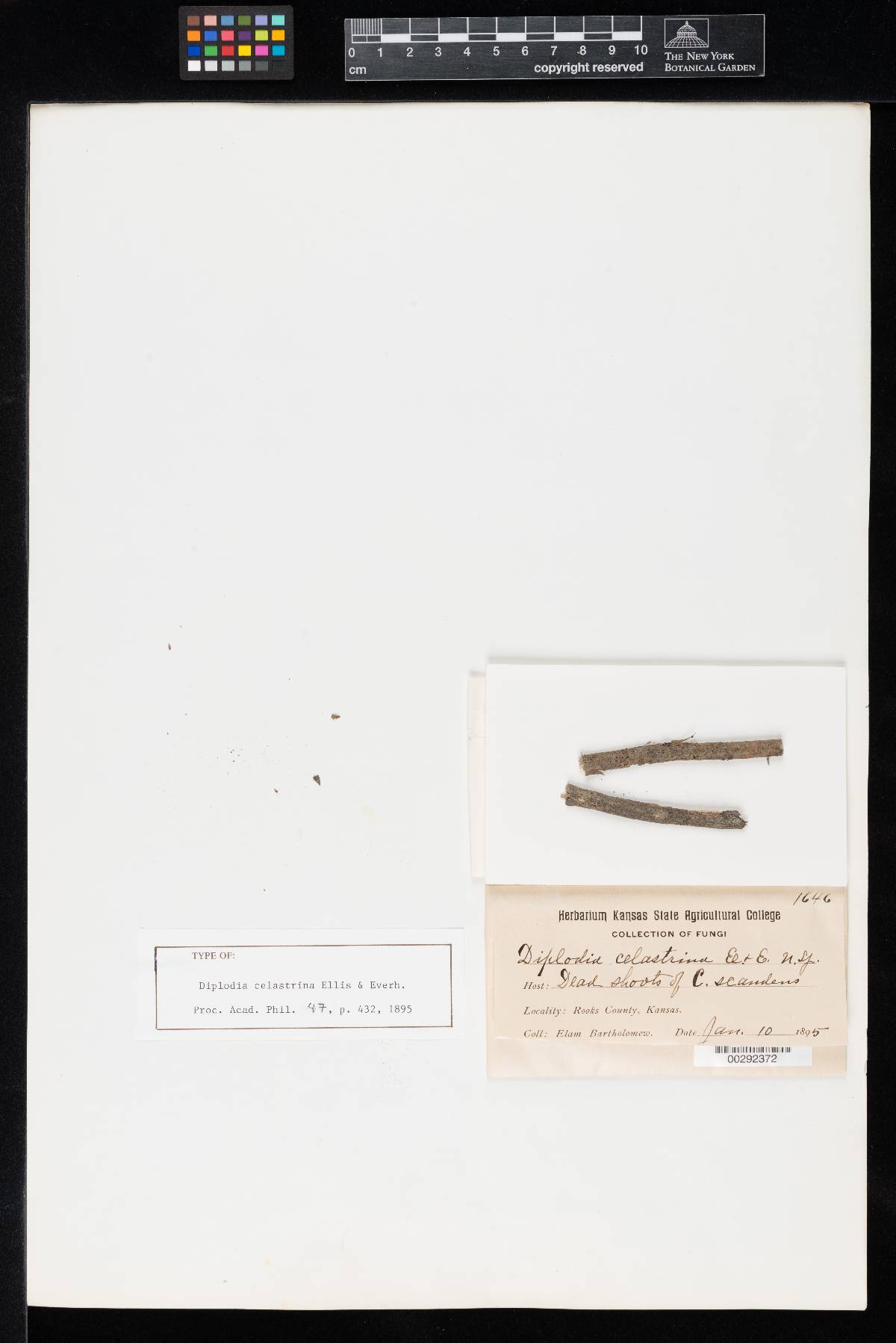 Diplodia celastrina image