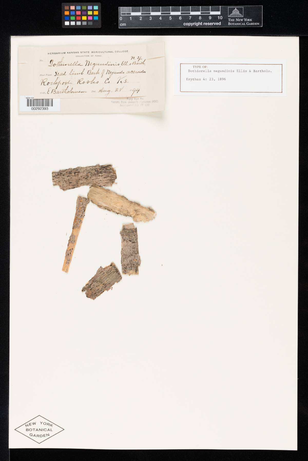 Dothiorella negundinis image