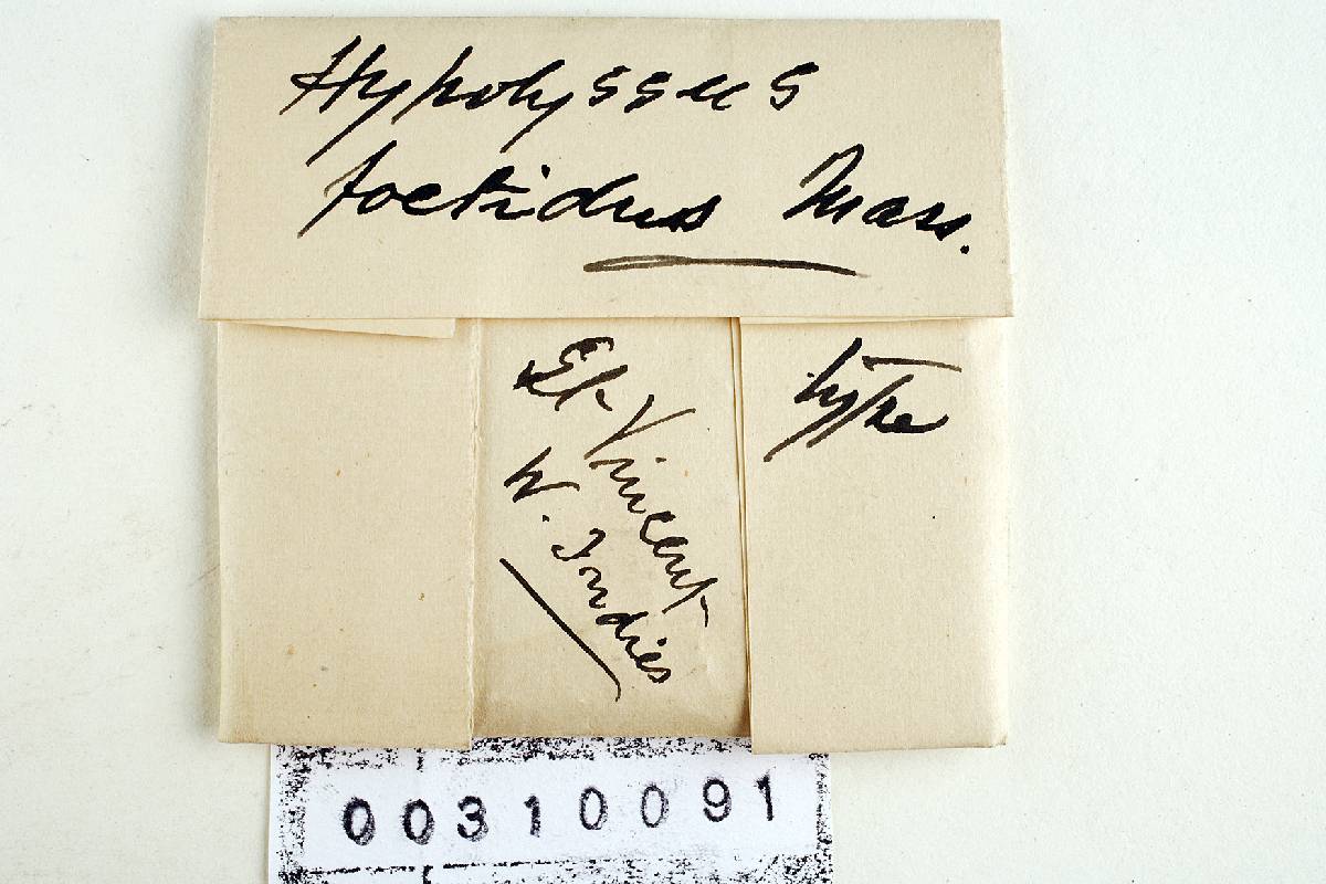 Hypolyssus image