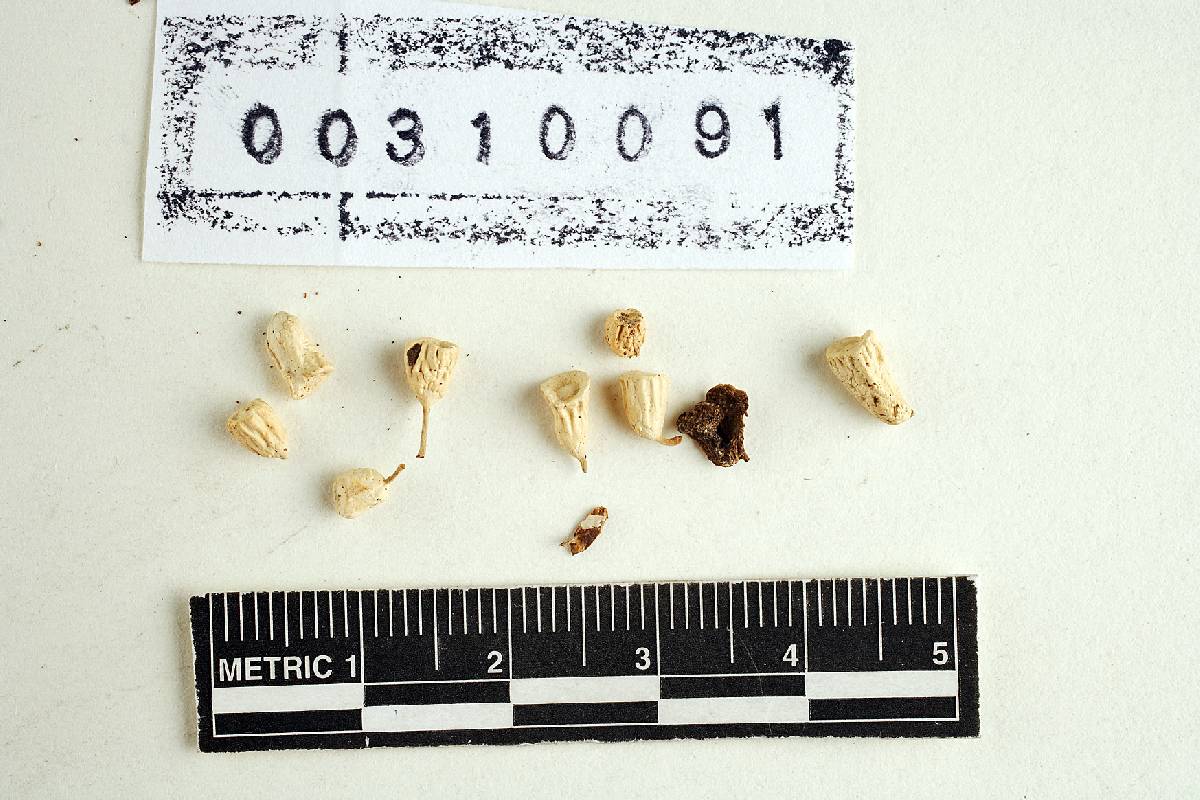 Hypolyssus foetidus image
