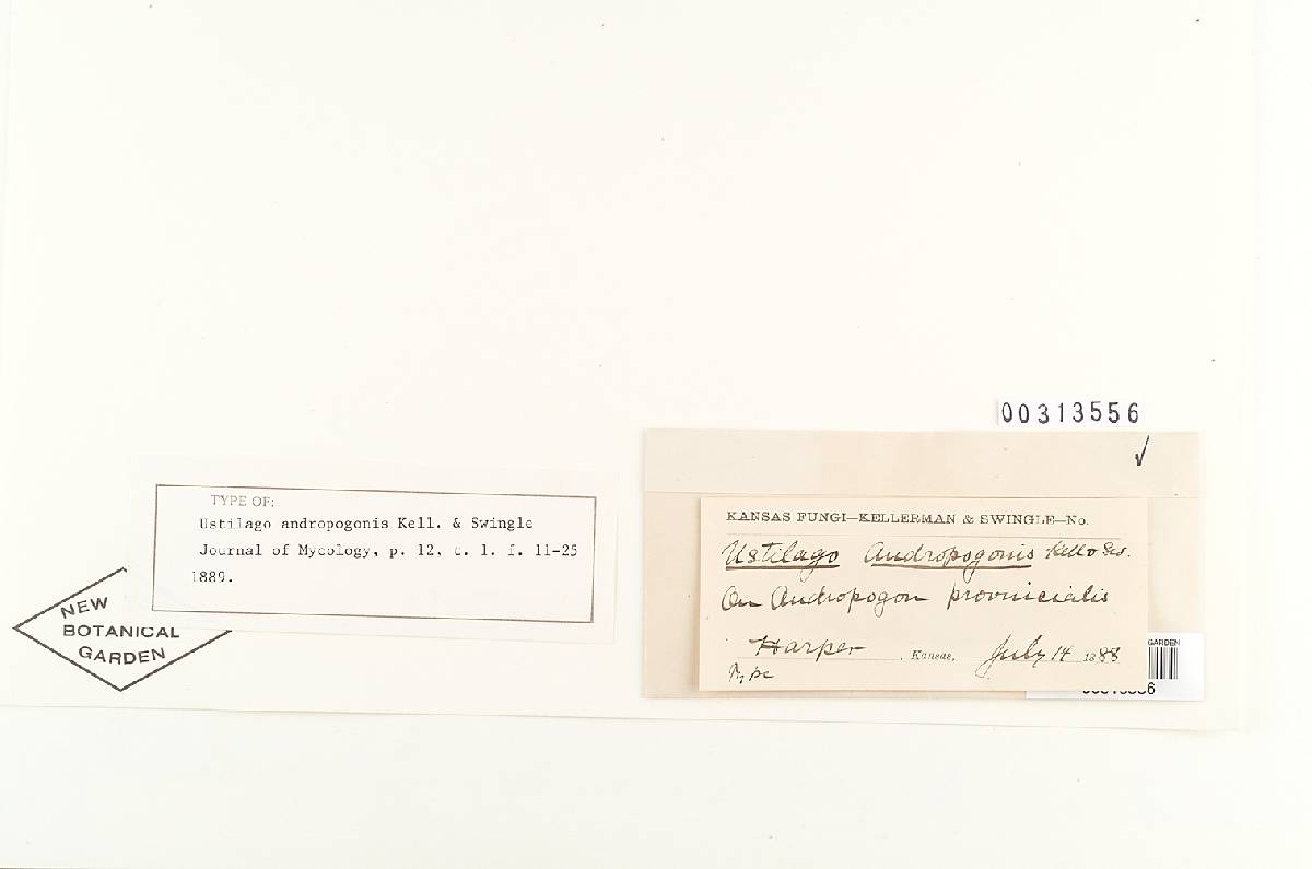 Ustilago andropogonis image