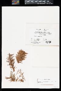 Aecidium pseudobalsameum image