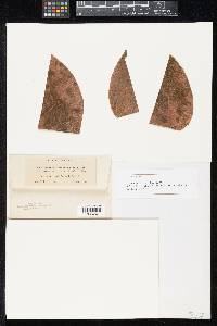 Lembosia coccolobae image