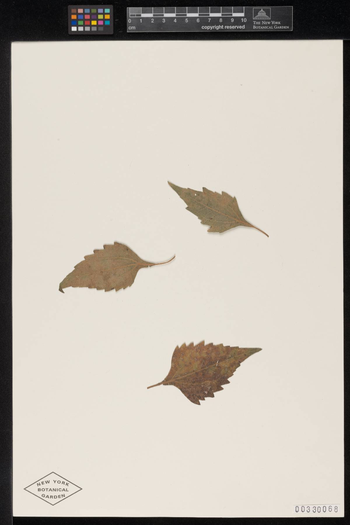 Meliola compositarum image