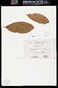 Puccinia hiascens image