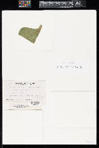 Puccinia schistocarphae image