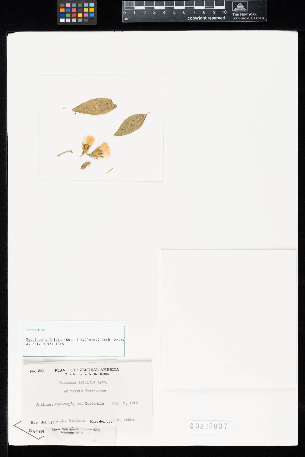 Puccinia trixitis image