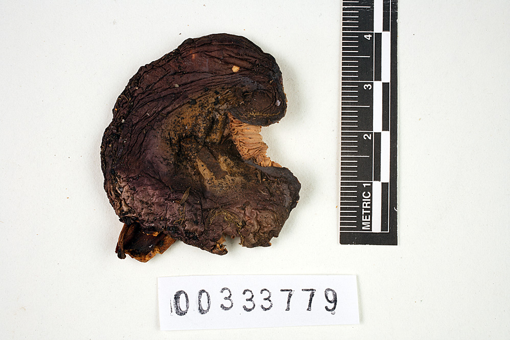 Russula atroviolacea image