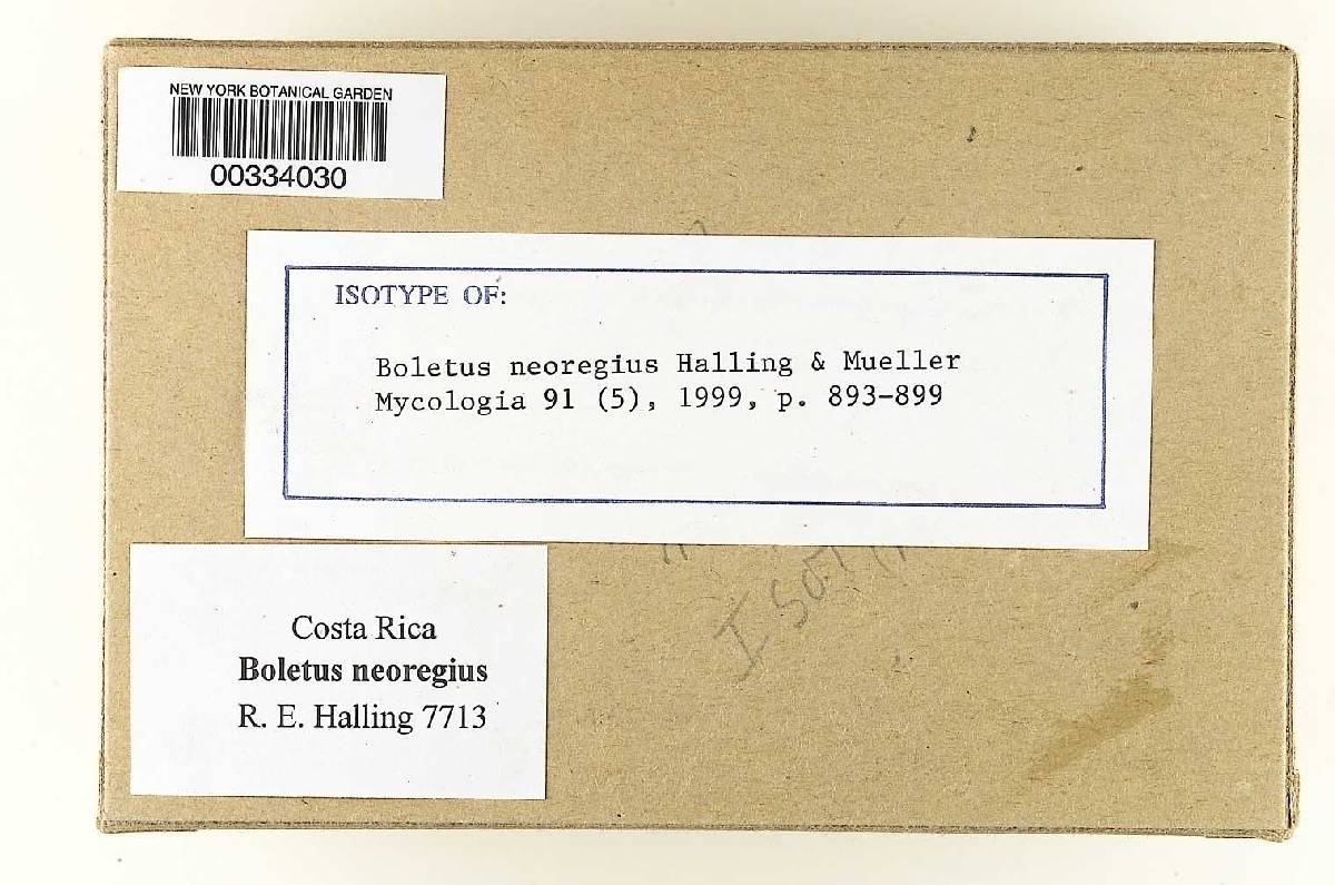Boletus neoregius image