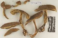 Boletus lychnipes image